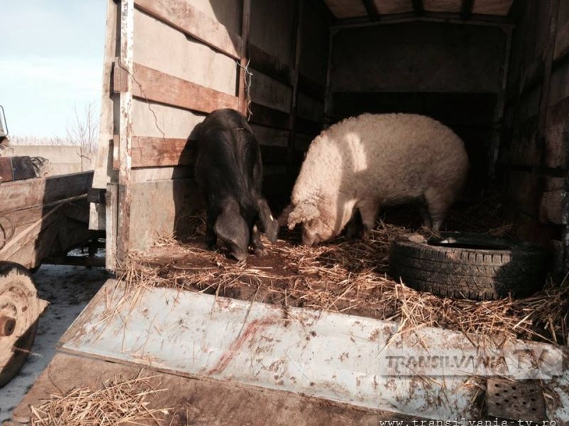 La cumparat de purcei la targul de animale din Turt (Galerie FOTO)