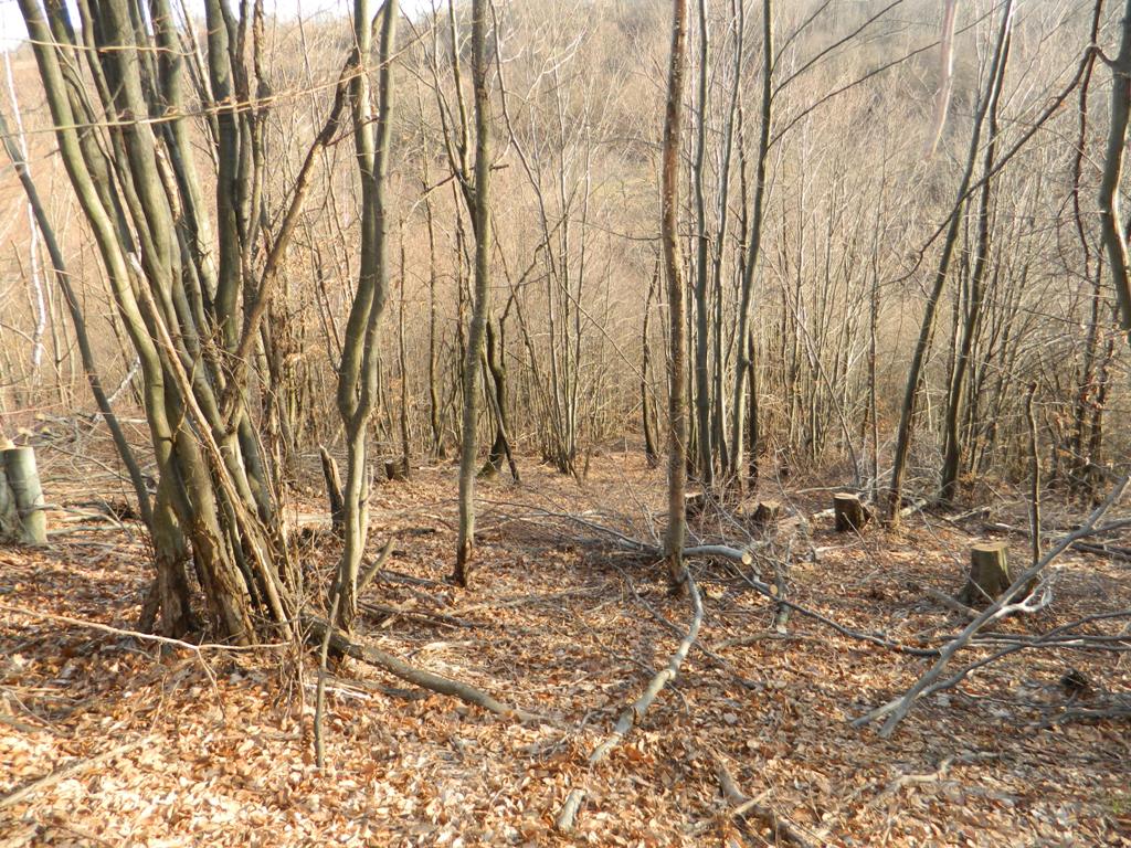 Tăiere nelegală de arbori în Cizer