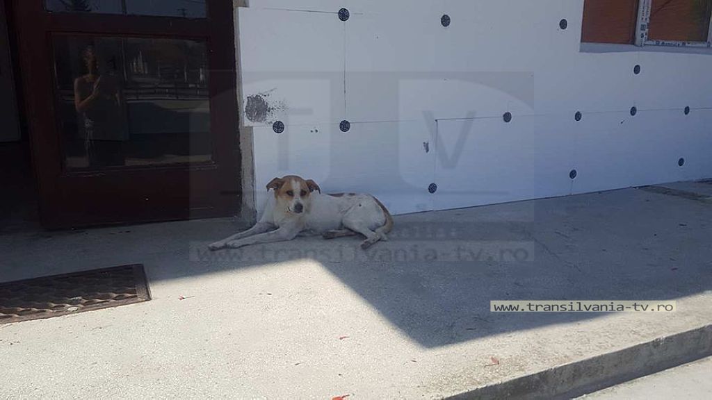 Campanie de capturare a câinilor comunitari din Comuna Păulești