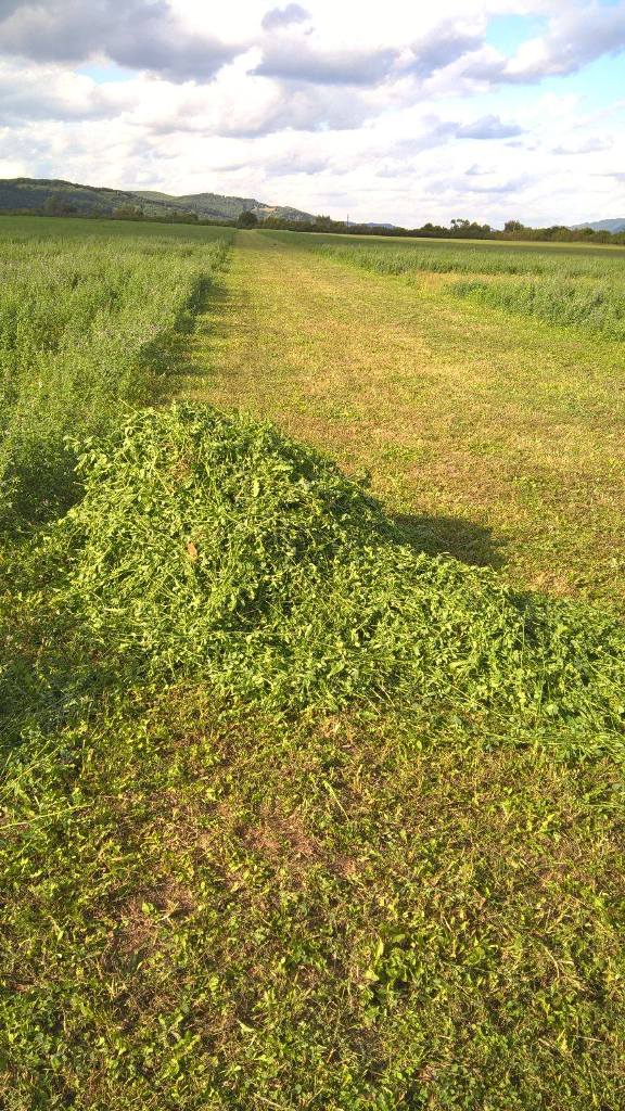 Furt de lucernă în Jibou
