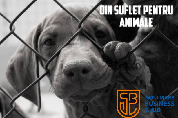 Satu Mare Business club lanseaza campania „Din suflet pentru animale”