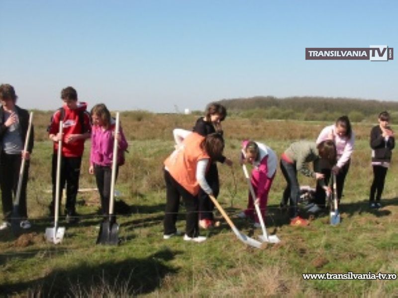 Campanie amplă de plantare a arborilor în județul Satu Mare