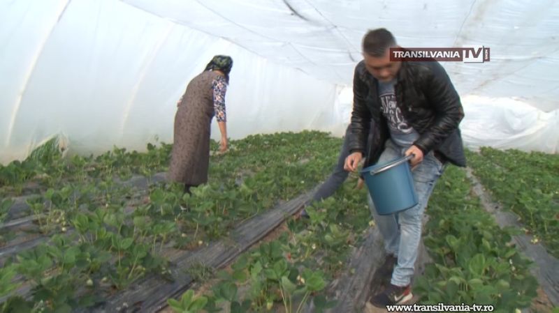 Căpșunii de Satu Mare vor ajunge mai târziu în piețe