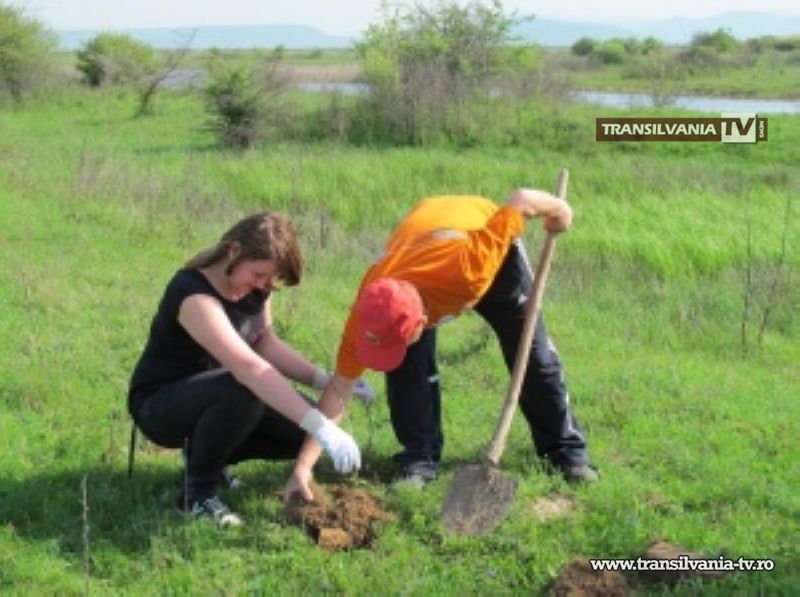 Se vor planta puieți de stejar în Ariile Protejate „Râul Tur”