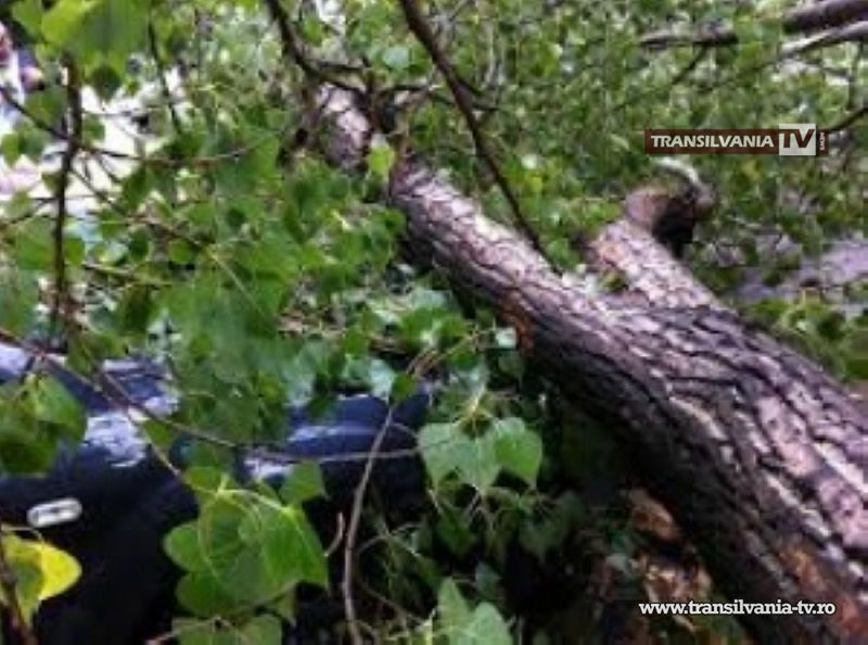 Vântul puternic a rupt mai mulți copaci. Unul a căzut peste o mașină