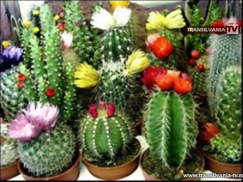 Expoziție de cactuși la Muzeul Județean Satu Mare