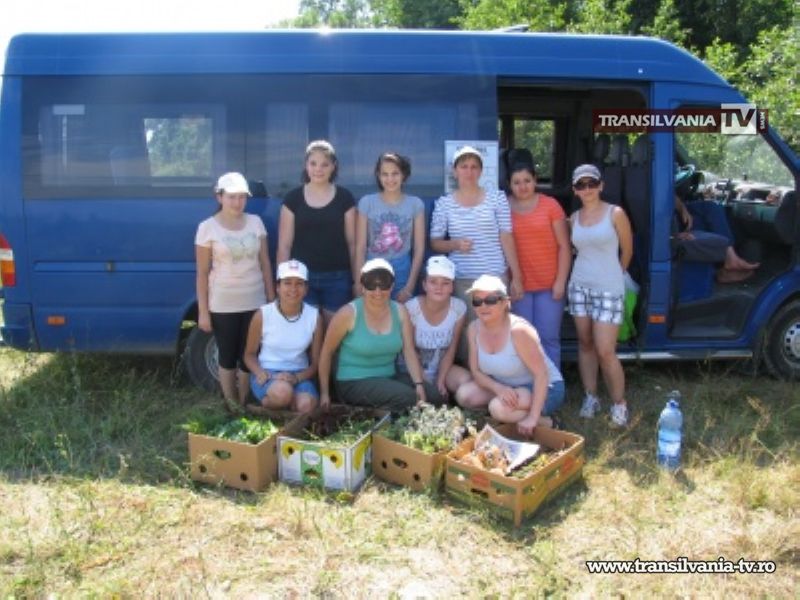 Caritas a organizat o acțiune de colectare a plantelor medicinale