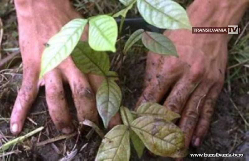Campania de plantare de puieți continuă și în luna noiembrie