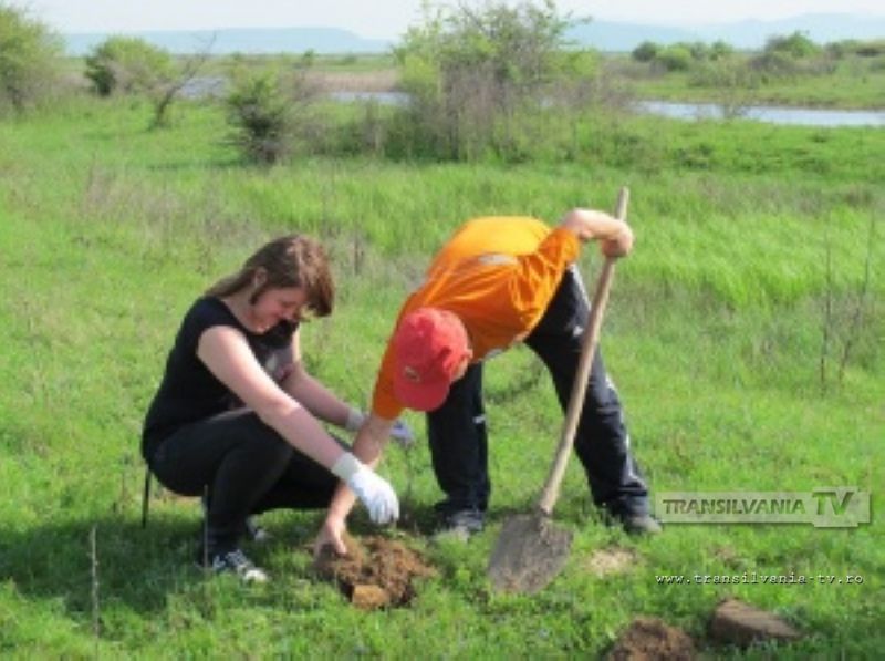 Plantare de toamnă în Ariile Protejate „Râul Tur”