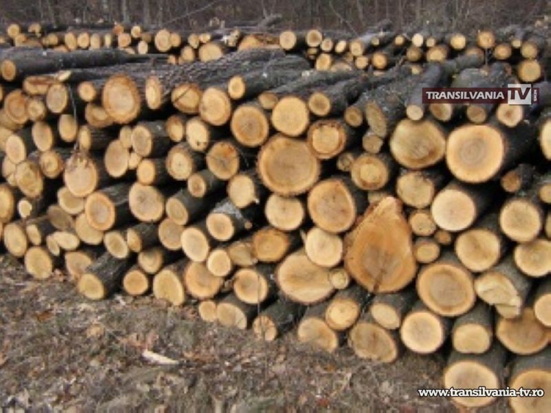 Cinci persoane reținute pentru tăiere ilegală de arbori