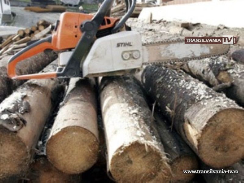 A furat arbori de salcâm