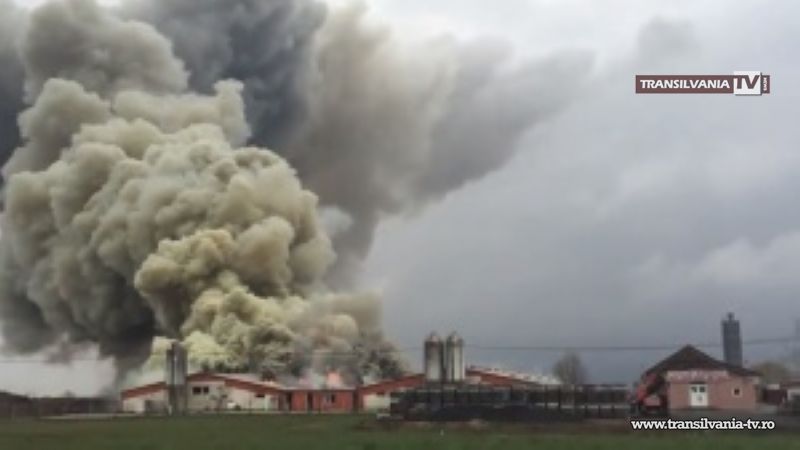 O fermă de porci din Livada a luat foc, 4.000 de porci au murit
