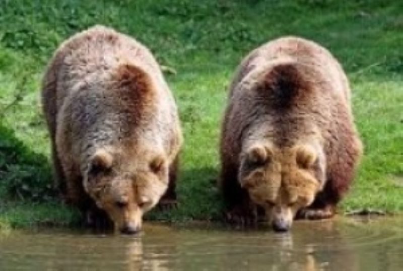 În județul Satu Mare se face evaluarea carnivorelor mari