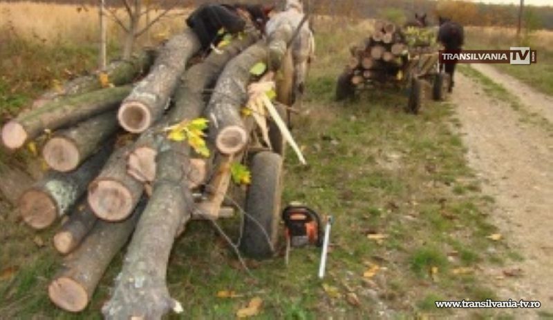 Au sustras material lemnos în valoare de 2.461 de lei