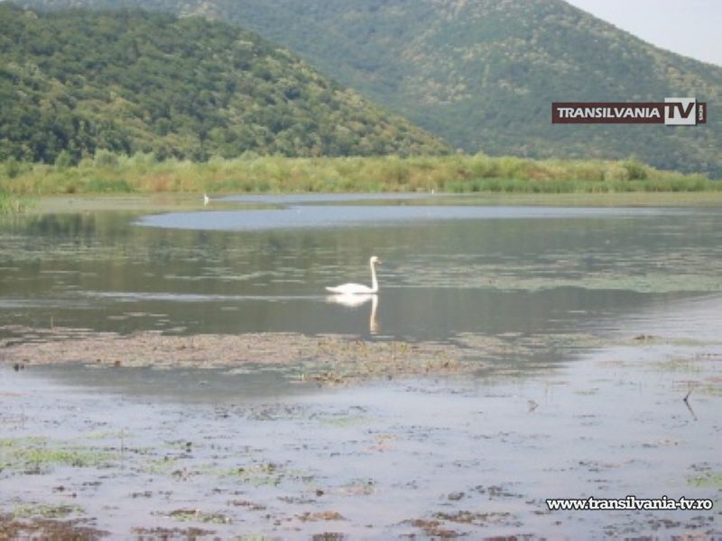 Evaluarea calității fizico-chimice a apelor din zonele umede
