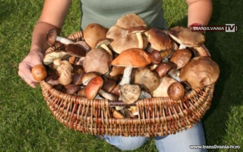 Creşte numărul intoxicărilor cu ciuperci în judeţul Satu Mare.