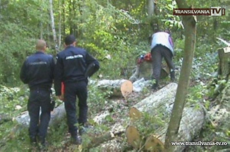 Bărbați prinși de jandarmi la furat de material lemnos