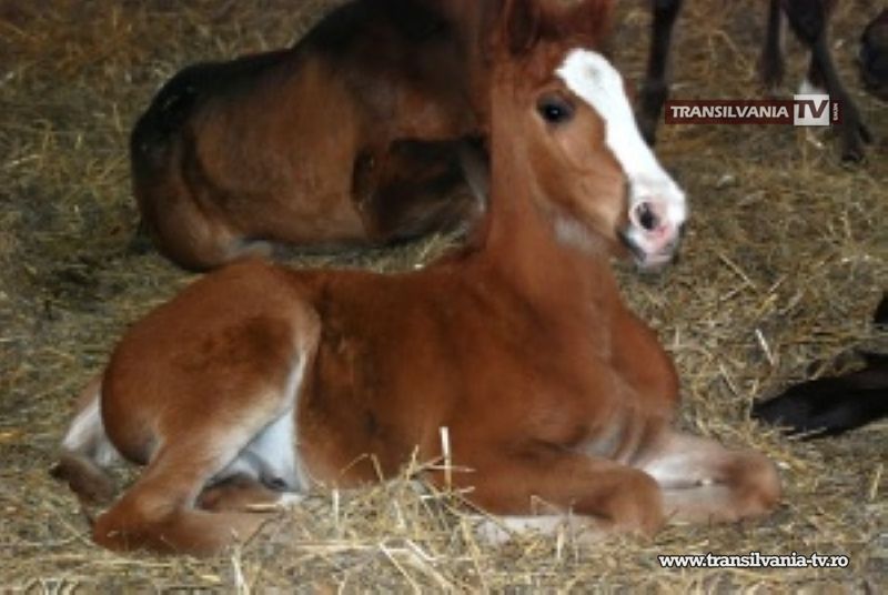 Pompierii au salvat un mânz care a rămas blocat în iesle
