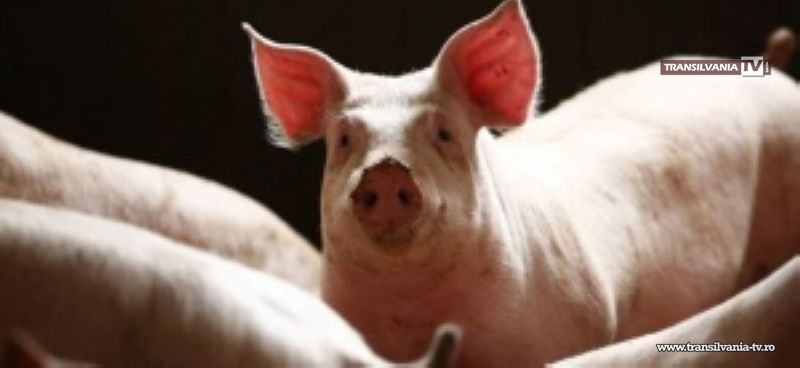 Acţiune de deratizare pentru eradicarea focarelor de trichineloză