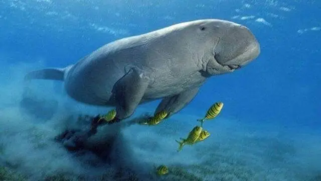 Nu e o glumă! Există un loc în Egipt unde poți înota cu o vacă (de mare)!