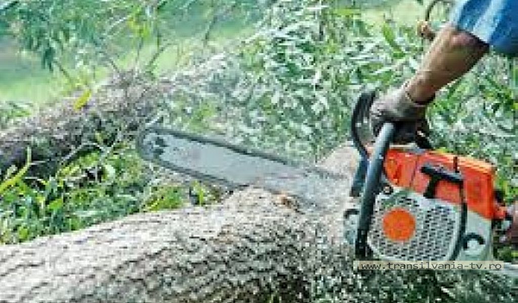 A tăiat ilegal arbori
