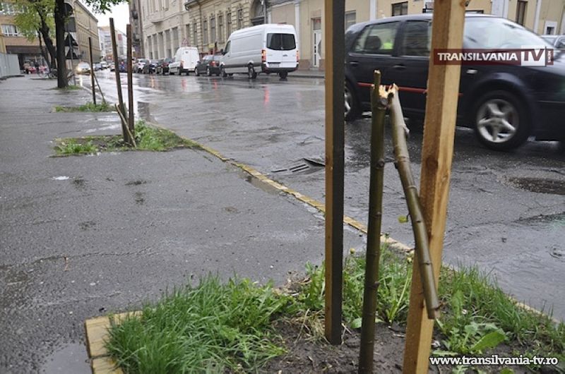 Un angajat Florisal pare să fie autorul distrugerii pomilor de pe strada Ștefan cel Mare