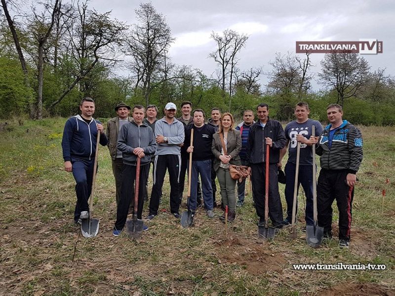 Pompierii din Carei au plantat puieți de stejar în pădurea de la Foieni