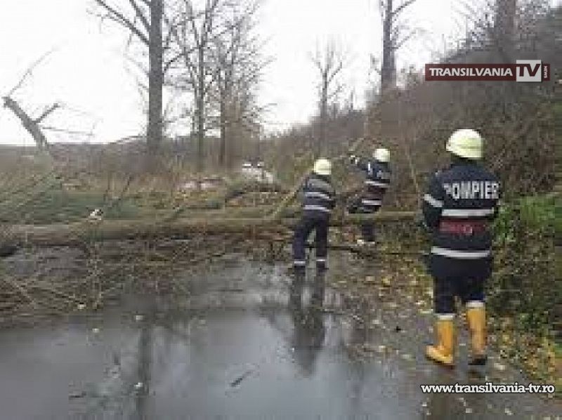 Copac doborât de furtună la Doba