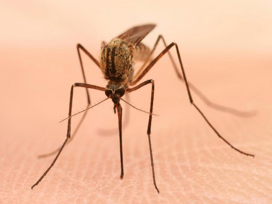Al doilea caz de infecție cu virusul West Nile, confirmat în județul Alba