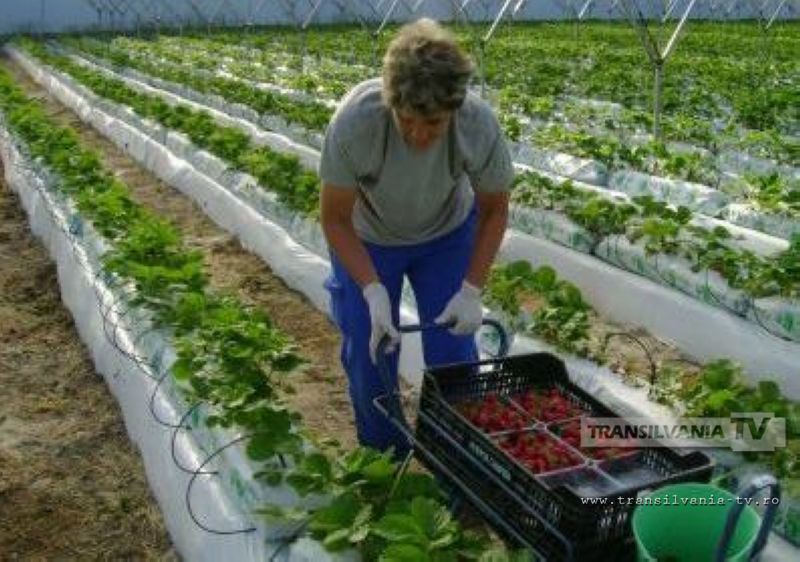 Liber la munca pentru romanii care locuiesc in afara granitelor tarii