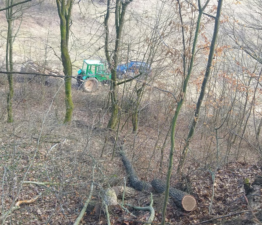 Infracțiune silvică într-o pădure de pe raza localității Dolheni