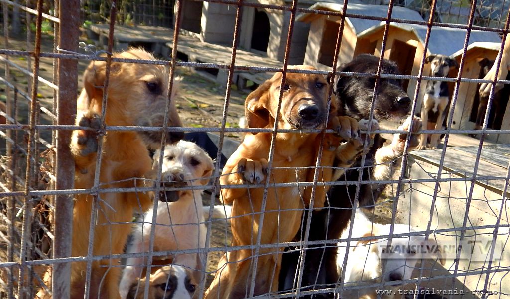 Campanie de sterilizare gratuită la câinii cu proprietar, în municipiul Deva