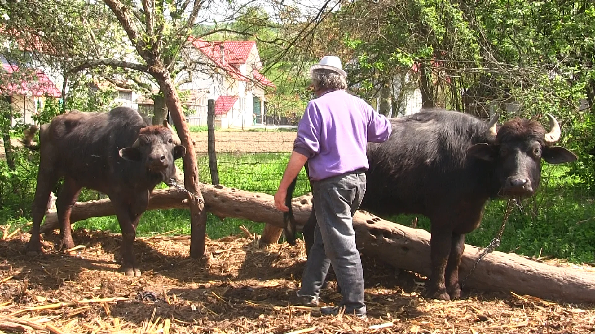 Ciurdarul satului a fost ”scos la pensie” de gardul electric (VIDEO)