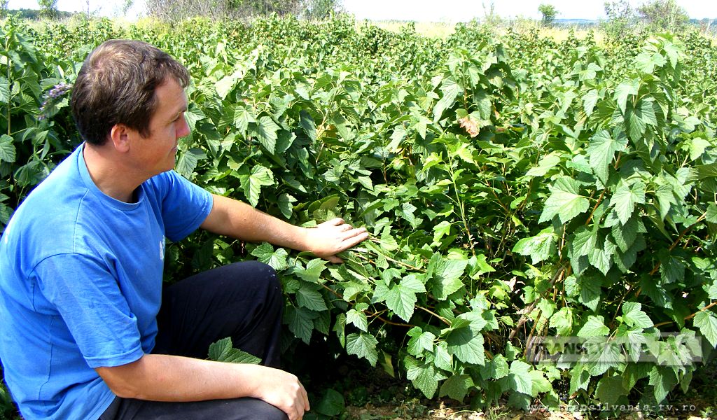 Ţăranii din Cozla abandonează mălaiul şi fânul, pentru culturile de coacăze! (VIDEO-Galerie FOTO)