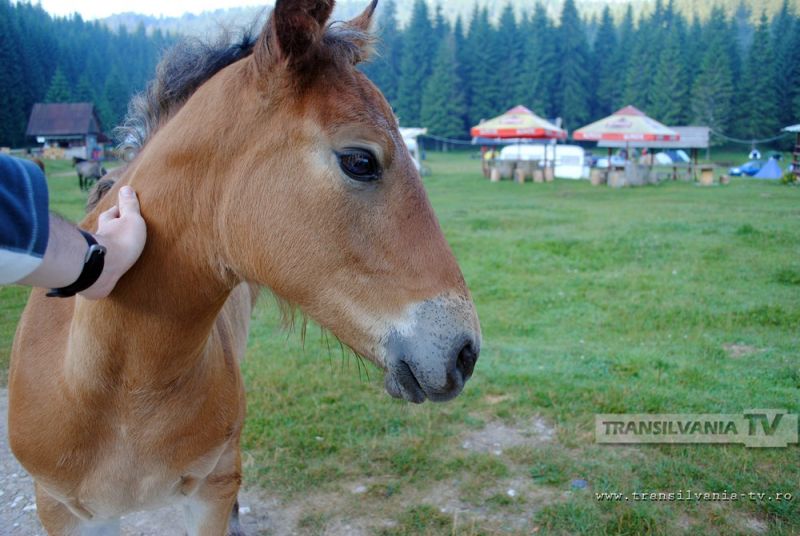 Hoți de animale au fost prinși de polițiști