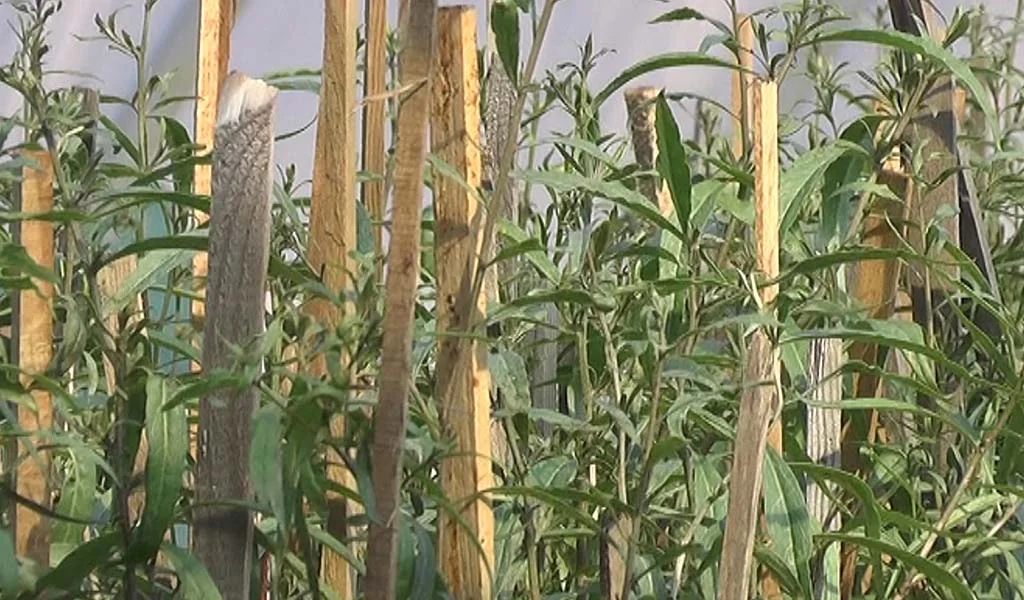 Premieră naţională – zeci de oameni s-au asociat din cauza unei plante din Himalaya (VIDEO)