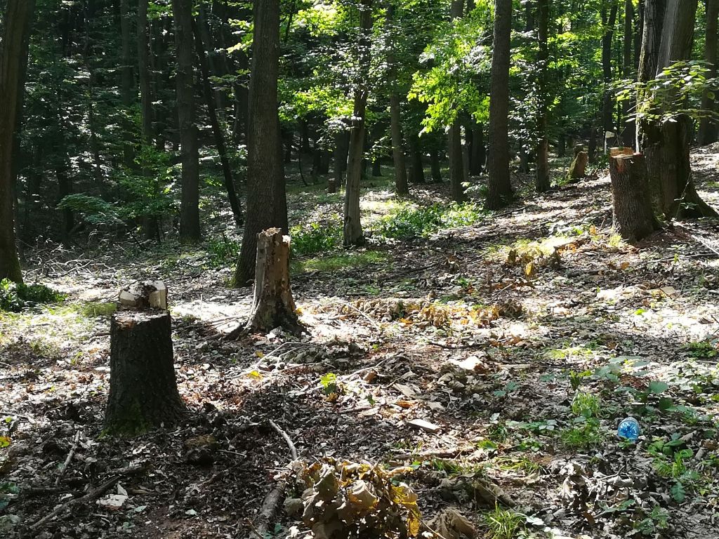 Infracțiuni silvice constatate de jandarmi în Jibou
