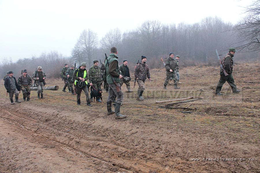 Vânătoare – Socotelile cu mistreţii nu s-au încheiat încă la Ileanda (VIDEO-Galerie FOTO)