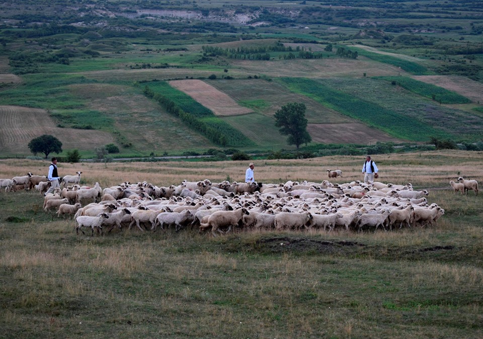 Obiceiul pastoral ,,Împreunatu’ oilor”, reînviat de grupul ,,Tradiții Ormănene”