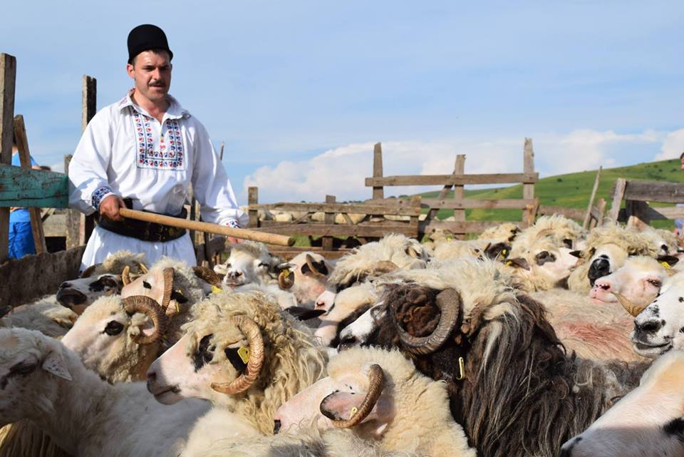 „Împreunatul oilor”, la Bârlea și Rugășești