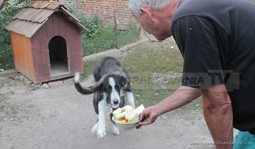 Cățelul vegan (VIDEO)