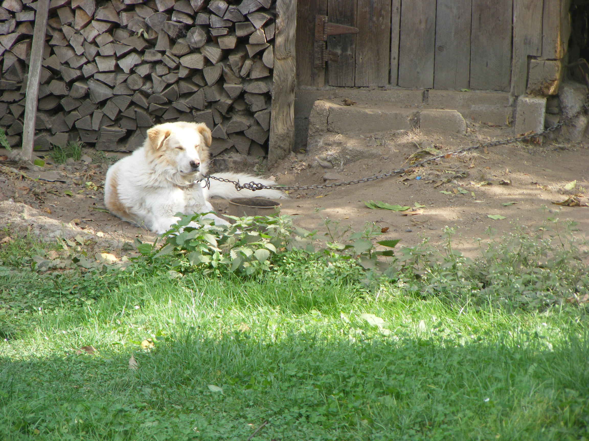 Deputatul Stelian Dolha va adopta doi maidanezi și îi îndeamnă pe bistrițeni să facă același lucru