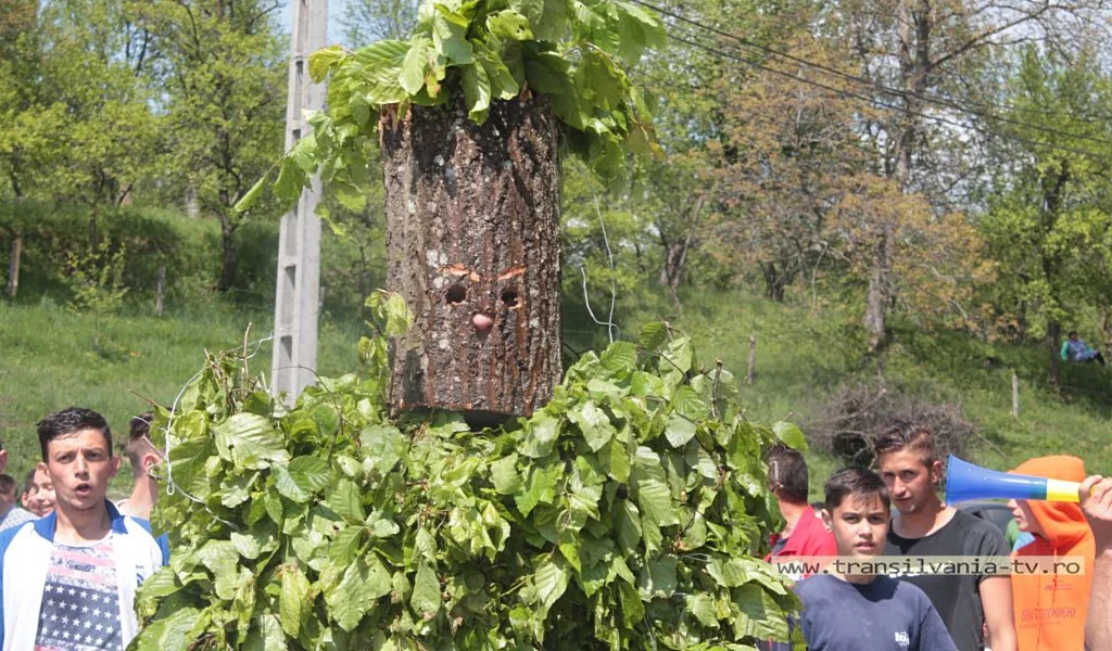 Sângeorzul din Muncel – Îmbrăcat în copac și scos cu targa din pădure, leorcăit de tot satul! (VIDEO)