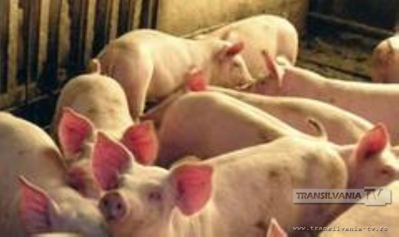 Au furat cinci porci, un generator electric si o motopompa