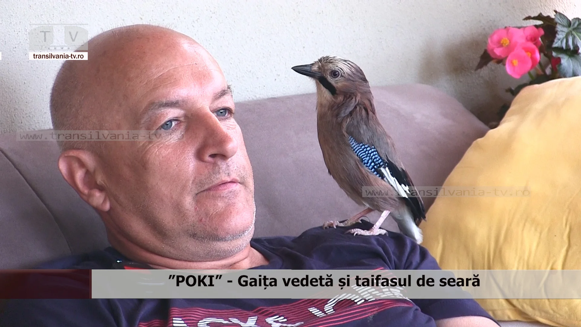 ”POKI” – Gaița vedetă și taifasul de seară (VIDEO)