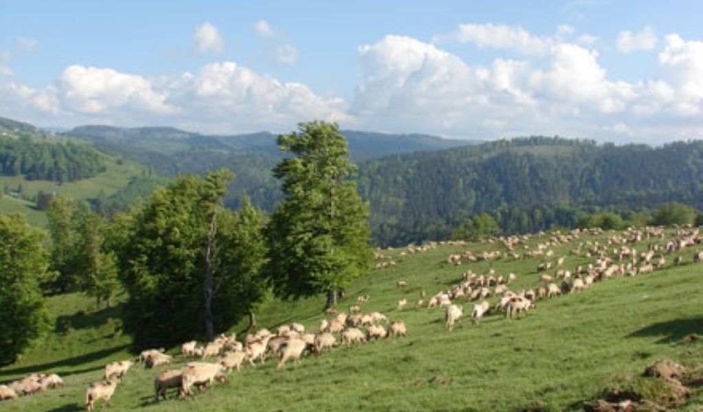 SCRISOARE DESCHISĂ a proprietarilor de păduri, pășuni și terenuri agricole din Maramureș