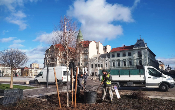 A început plantarea mestecenilor în Piața Unirii din Oradea