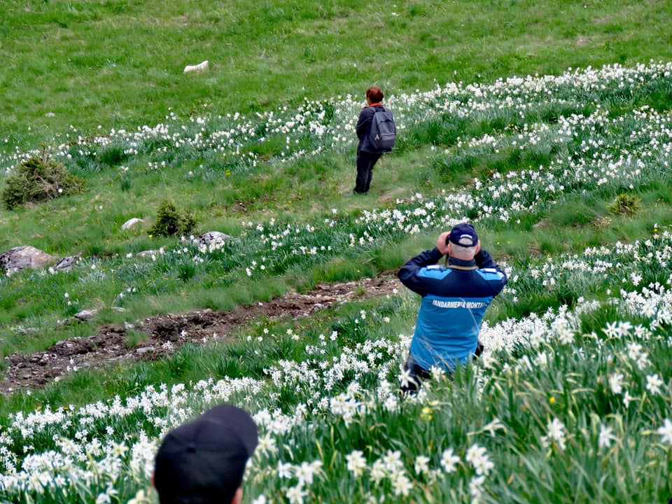 Jandarmii din Rodna efectuează patrulări pe drumul spre Poiana cu Narcise