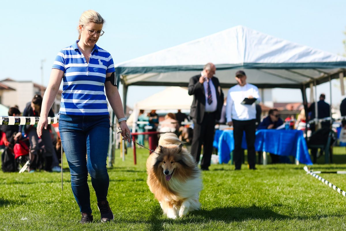 Concurs canin la Satu Mare