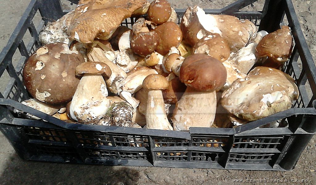 ”Carnea de pădure”, căutată la preț mic în Sălaj! (Galerie FOTO)
